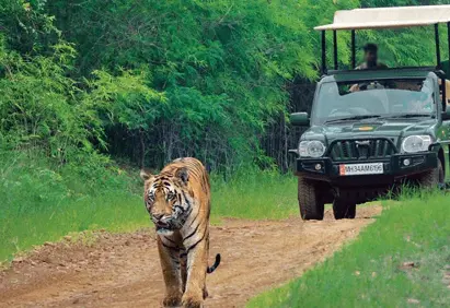 Tadoba customized trip from Mumbai