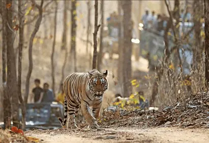 Pench customized trip from Mumbai